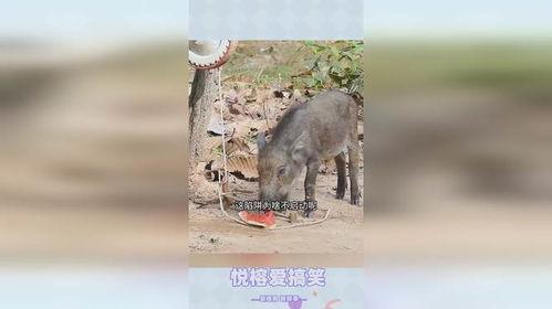 猪吃瓜声音,趣味横生瞬间爆笑 第2张 猪吃瓜声音,趣味横生瞬间爆笑 第2张